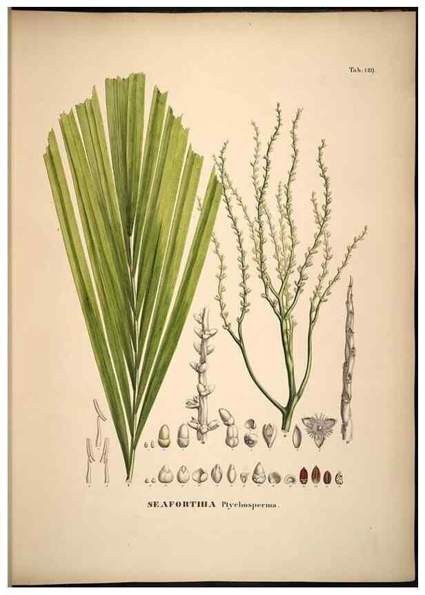 Reproducción/Reproduction 49785064691: Historia naturalis palmarum. Lipsiae: T.O. Weigel, [1823-50]. 