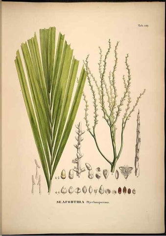 Reproducción/Reproduction 49785064691: Historia naturalis palmarum. Lipsiae: T.O. Weigel, [1823-50]. 