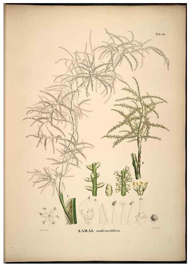 Reproducción/Reproduction 49784527943: Historia naturalis palmarum. Lipsiae: T.O. Weigel, [1823-50]. 