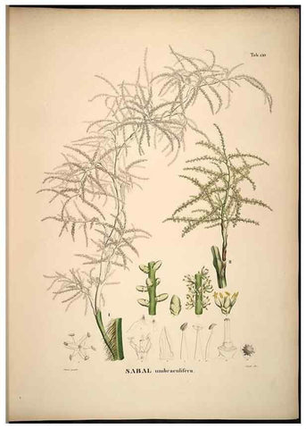 Reproducción/Reproduction 49784527943: Historia naturalis palmarum. Lipsiae: T.O. Weigel, [1823-50]. 