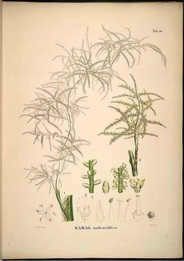 Reproducción/Reproduction 49784527943: Historia naturalis palmarum. Lipsiae: T.O. Weigel, [1823-50]. 