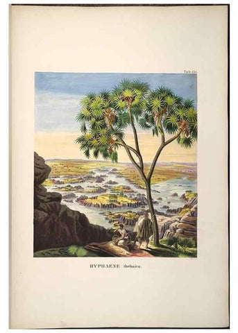 Reproducción/Reproduction 49784528233: Historia naturalis palmarum. Lipsiae: T.O. Weigel, [1823-50]. 