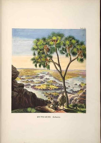 Reproducción/Reproduction 49784528233: Historia naturalis palmarum. Lipsiae: T.O. Weigel, [1823-50]. 