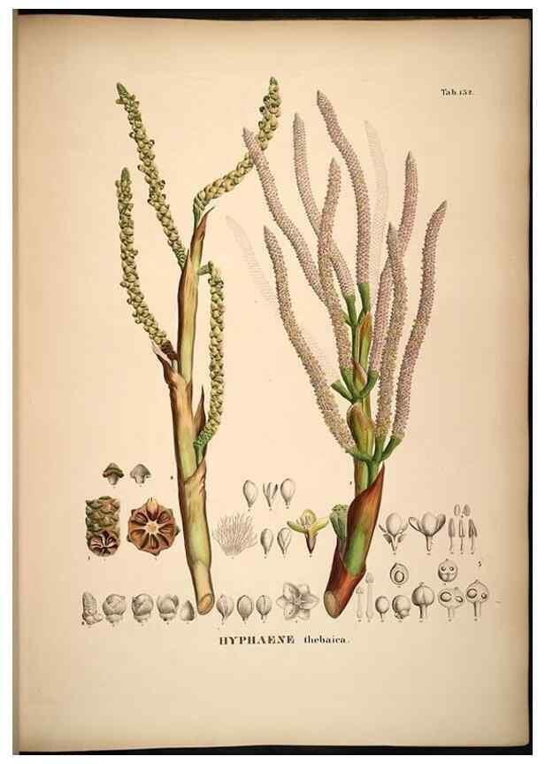 Reproducción/Reproduction 49785065296: Historia naturalis palmarum. Lipsiae: T.O. Weigel, [1823-50]. 