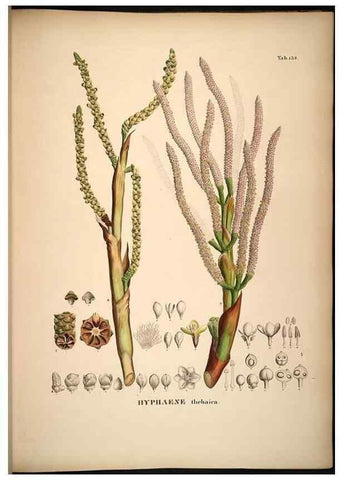Reproducción/Reproduction 49785065296: Historia naturalis palmarum. Lipsiae: T.O. Weigel, [1823-50]. 