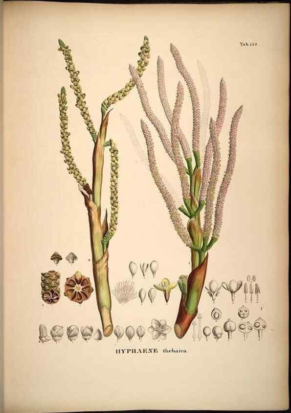 Reproducción/Reproduction 49785065296: Historia naturalis palmarum. Lipsiae: T.O. Weigel, [1823-50]. 