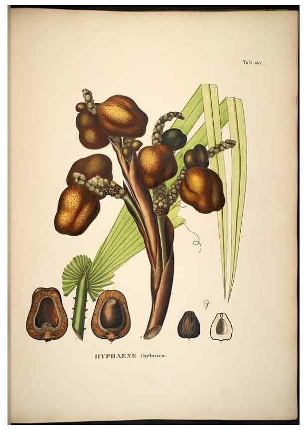 Reproducción/Reproduction 49785065466: Historia naturalis palmarum. Lipsiae: T.O. Weigel, [1823-50]. 