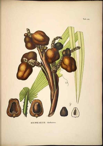 Reproducción/Reproduction 49785065466: Historia naturalis palmarum. Lipsiae: T.O. Weigel, [1823-50]. 