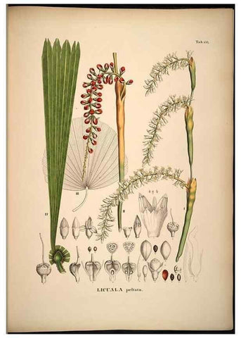 Reproducción/Reproduction 49784528693: Historia naturalis palmarum. Lipsiae: T.O. Weigel, [1823-50]. 