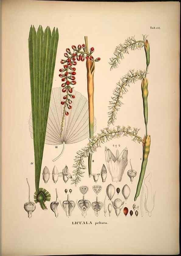 Reproducción/Reproduction 49784528693: Historia naturalis palmarum. Lipsiae: T.O. Weigel, [1823-50]. 