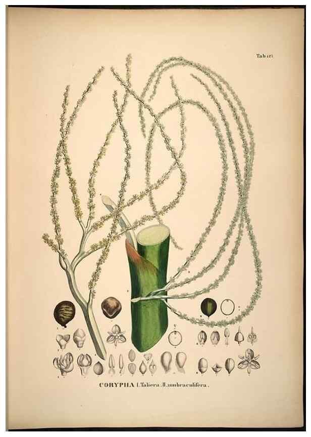 Reproducción/Reproduction 49785386242: Historia naturalis palmarum. Lipsiae: T.O. Weigel, [1823-50]. 