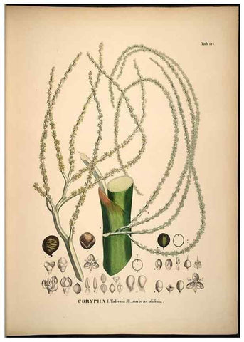 Reproducción/Reproduction 49785386242: Historia naturalis palmarum. Lipsiae: T.O. Weigel, [1823-50]. 