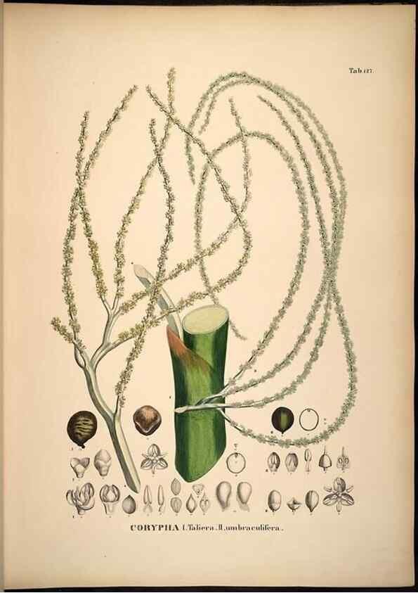 Reproducción/Reproduction 49785386242: Historia naturalis palmarum. Lipsiae: T.O. Weigel, [1823-50]. 