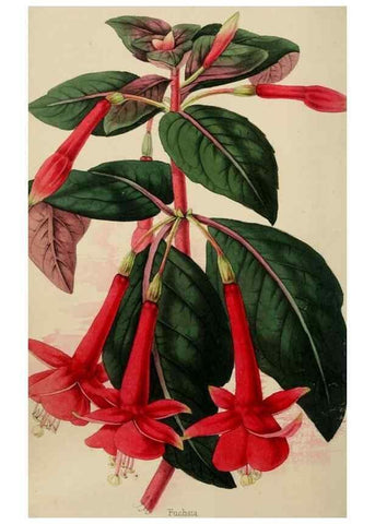 Reproducción/Reproduction 49784816016: The florist, fruitist, and garden miscellany.. London :Chapman and Hall,1852-. 