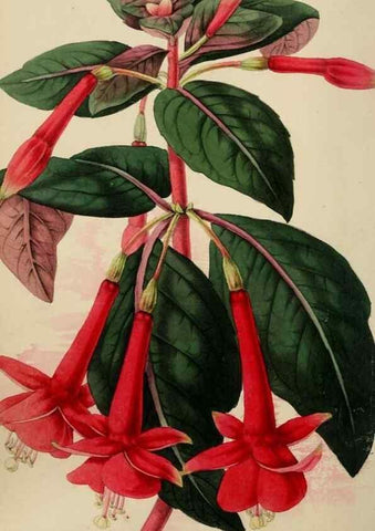 Reproducción/Reproduction 49784816016: The florist, fruitist, and garden miscellany.. London :Chapman and Hall,1852-. 