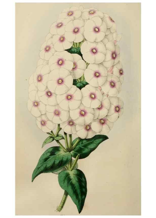 Reproducción/Reproduction 49784769666: The florist, fruitist, and garden miscellany.. London :Chapman and Hall,1852-. 