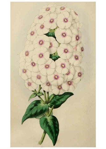 Reproducción/Reproduction 49784769666: The florist, fruitist, and garden miscellany.. London :Chapman and Hall,1852-. 
