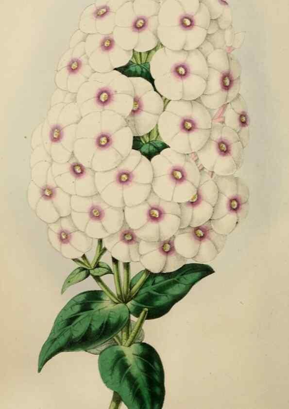 Reproducción/Reproduction 49784769666: The florist, fruitist, and garden miscellany.. London :Chapman and Hall,1852-. 