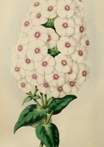 Reproducción/Reproduction 49784769666: The florist, fruitist, and garden miscellany.. London :Chapman and Hall,1852-. 