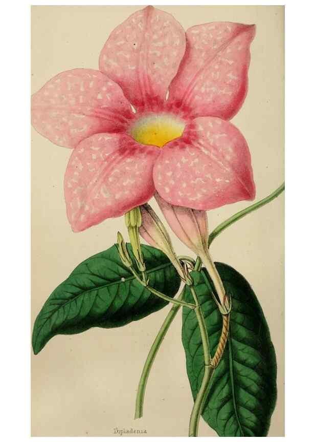 Reproducción/Reproduction 49785093977: The florist, fruitist, and garden miscellany.. London :Chapman and Hall,1852-. 