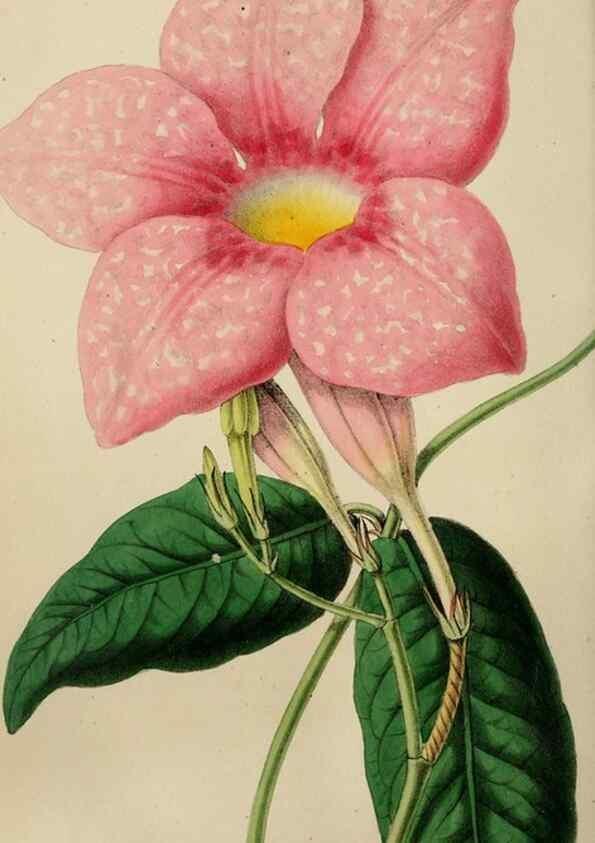 Reproducción/Reproduction 49785093977: The florist, fruitist, and garden miscellany.. London :Chapman and Hall,1852-. 