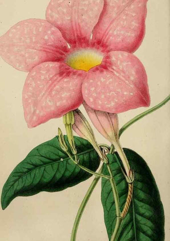 Reproducción/Reproduction 49785093977: The florist, fruitist, and garden miscellany.. London :Chapman and Hall,1852-. 