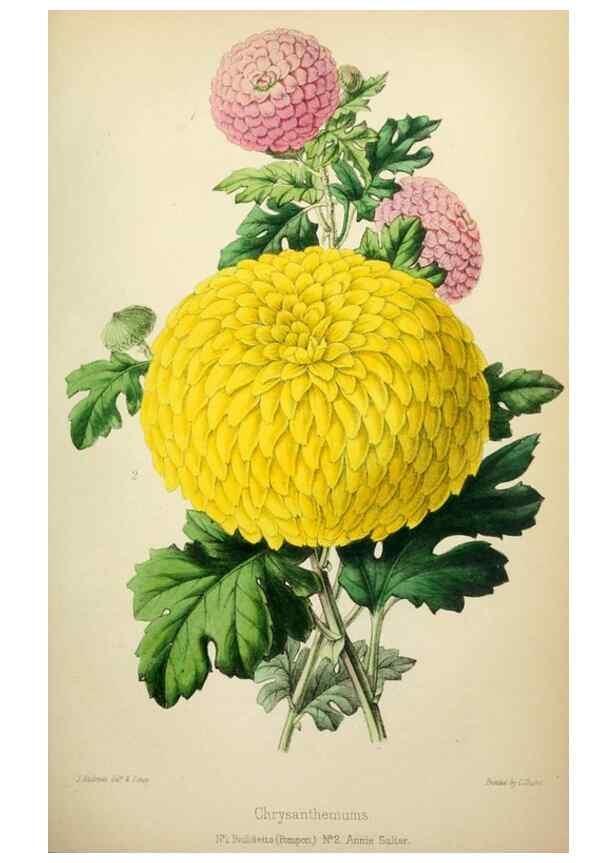 Reproducción/Reproduction 49784987597: The florist, fruitist, and garden miscellany.. London :Chapman and Hall,1852-. 