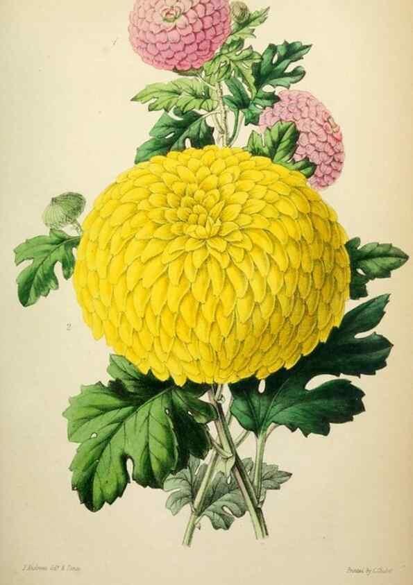 Reproducción/Reproduction 49784987597: The florist, fruitist, and garden miscellany.. London :Chapman and Hall,1852-. 