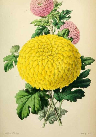 Reproducción/Reproduction 49784987597: The florist, fruitist, and garden miscellany.. London :Chapman and Hall,1852-. 