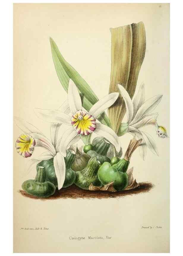 Reproducción/Reproduction 49784127313: The florist, fruitist, and garden miscellany.. London :Chapman and Hall,1852-. 