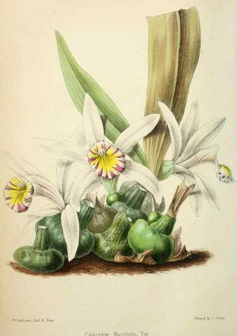 Reproducción/Reproduction 49784127313: The florist, fruitist, and garden miscellany.. London :Chapman and Hall,1852-. 