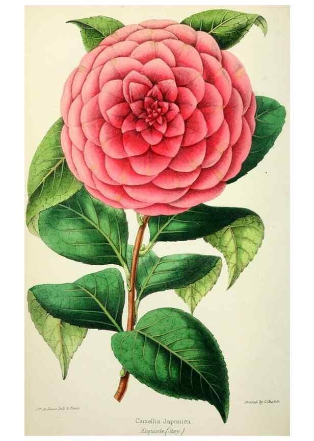 Reproducción/Reproduction 49784988267: The florist, fruitist, and garden miscellany.. London :Chapman and Hall,1852-. 