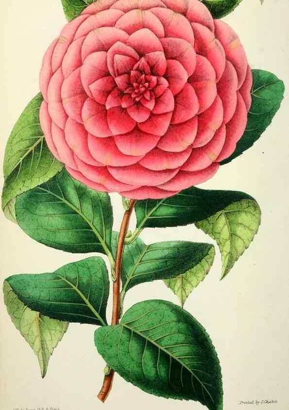 Reproducción/Reproduction 49784988267: The florist, fruitist, and garden miscellany.. London :Chapman and Hall,1852-. 