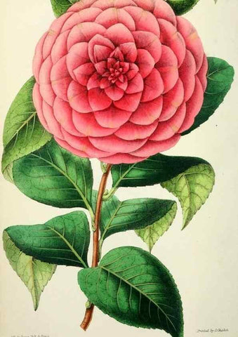 Reproducción/Reproduction 49784988267: The florist, fruitist, and garden miscellany.. London :Chapman and Hall,1852-. 