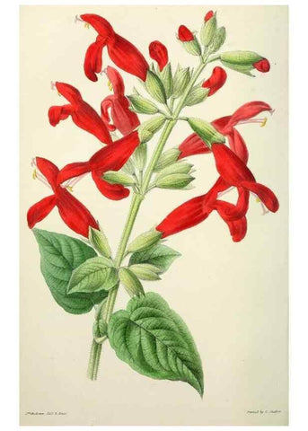 Reproducción/Reproduction 49784664011: The florist, fruitist, and garden miscellany.. London :Chapman and Hall,1852-. 
