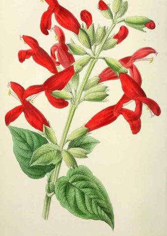 Reproducción/Reproduction 49784664011: The florist, fruitist, and garden miscellany.. London :Chapman and Hall,1852-. 