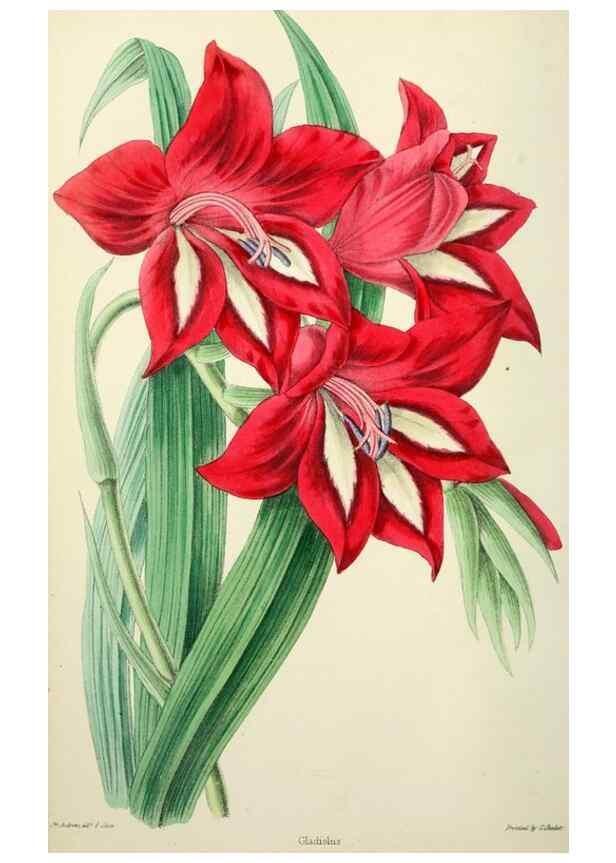 Reproducción/Reproduction 49784988892: The florist, fruitist, and garden miscellany.. London :Chapman and Hall,1852-. 