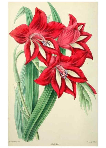 Reproducción/Reproduction 49784988892: The florist, fruitist, and garden miscellany.. London :Chapman and Hall,1852-. 