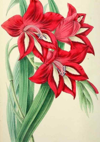 Reproducción/Reproduction 49784988892: The florist, fruitist, and garden miscellany.. London :Chapman and Hall,1852-. 