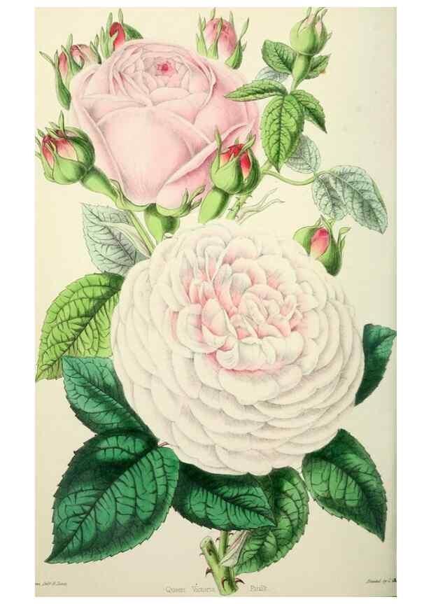 Reproducción/Reproduction 49784128488: The florist, fruitist, and garden miscellany.. London :Chapman and Hall,1852-. 