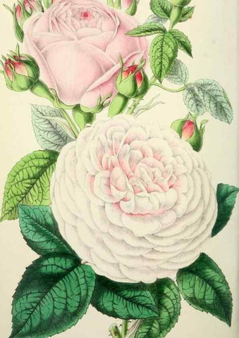Reproducción/Reproduction 49784128488: The florist, fruitist, and garden miscellany.. London :Chapman and Hall,1852-. 
