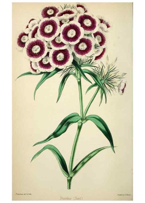 Reproducción/Reproduction 49784128783: The florist, fruitist, and garden miscellany.. London :Chapman and Hall,1852-. 