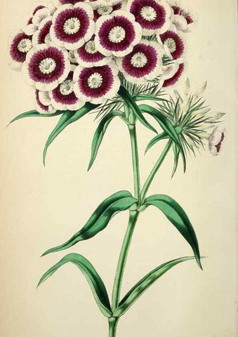 Reproducción/Reproduction 49784128783: The florist, fruitist, and garden miscellany.. London :Chapman and Hall,1852-. 