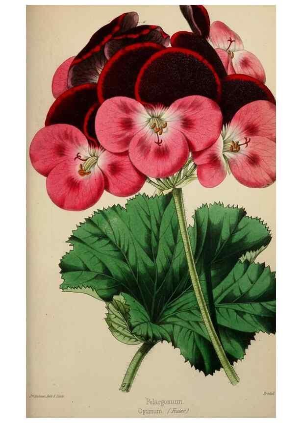 Reproducción/Reproduction 49784688776: The florist, fruitist, and garden miscellany.. London :Chapman and Hall,1852-. 
