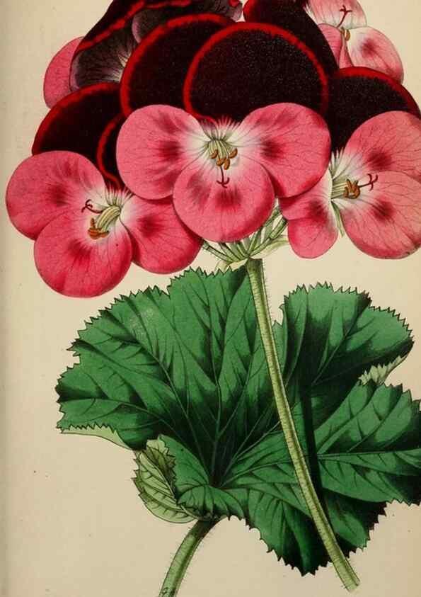 Reproducción/Reproduction 49784688776: The florist, fruitist, and garden miscellany.. London :Chapman and Hall,1852-. 
