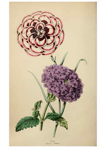 Reproducción/Reproduction 49784152978: The florist, fruitist, and garden miscellany.. London :Chapman and Hall,1852-. 