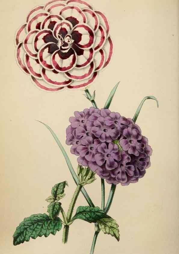 Reproducción/Reproduction 49784152978: The florist, fruitist, and garden miscellany.. London :Chapman and Hall,1852-. 