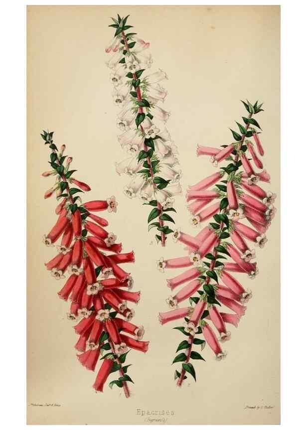 Reproducción/Reproduction 49785014037: The florist, fruitist, and garden miscellany.. London :Chapman and Hall,1852-. 