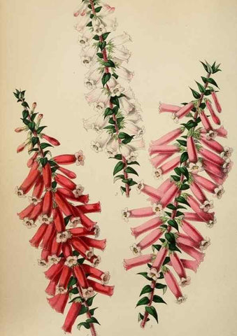 Reproducción/Reproduction 49785014037: The florist, fruitist, and garden miscellany.. London :Chapman and Hall,1852-. 