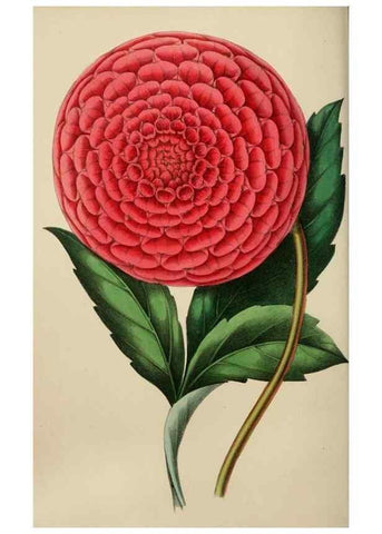 Reproducción/Reproduction 49784153603: The florist, fruitist, and garden miscellany.. London :Chapman and Hall,1852-. 
